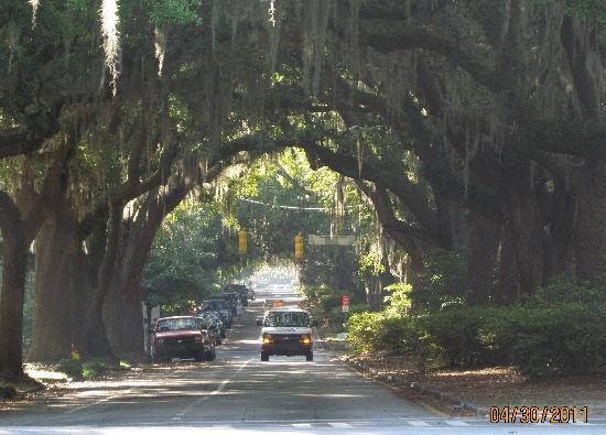 brick street and trees - Picture of Savannah, Georgia Coast - Tripadvisor