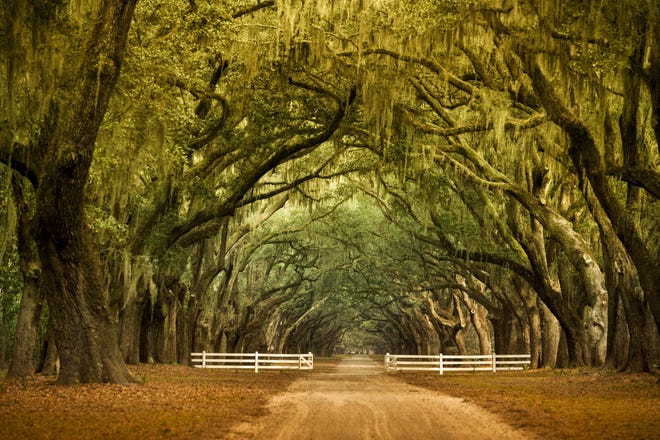 Savannah landmark