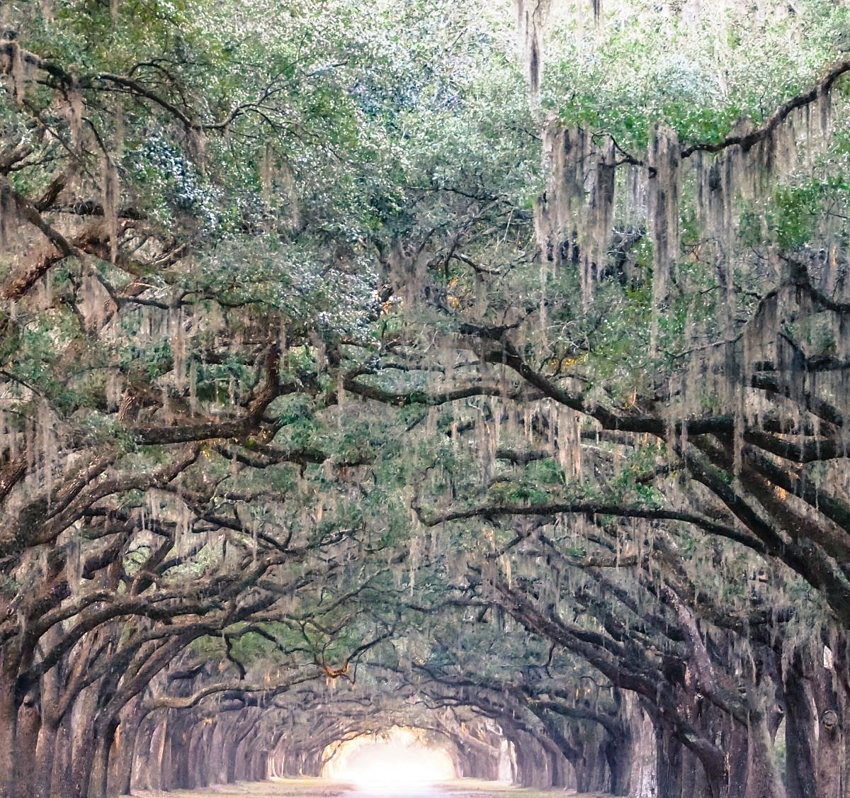 Savannah Travel Visit Wormsloe Historic Site