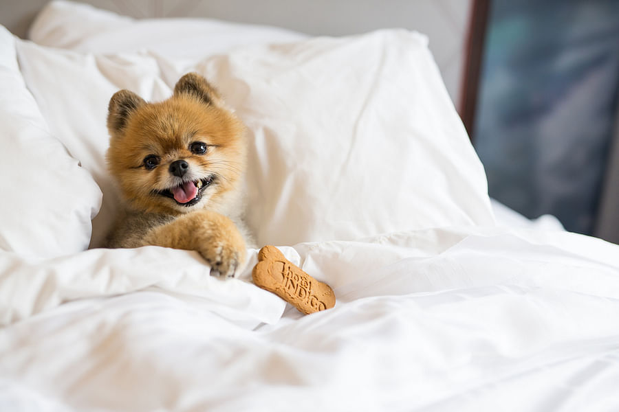 Skidaway Island State Park dogs