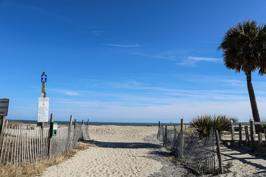 Tybee Island Beach dogs