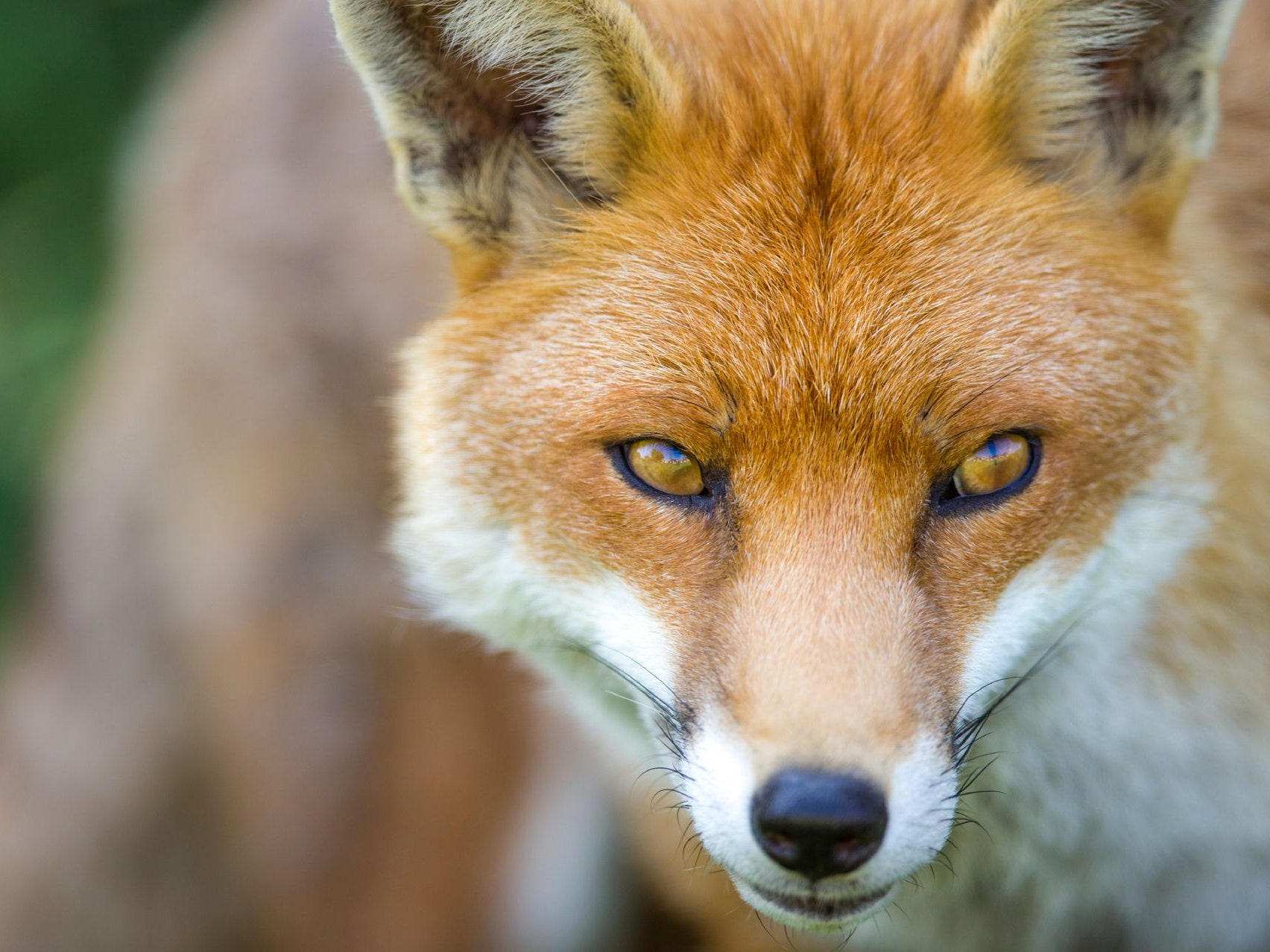 Fox & Fig Café Huevo Rancheros