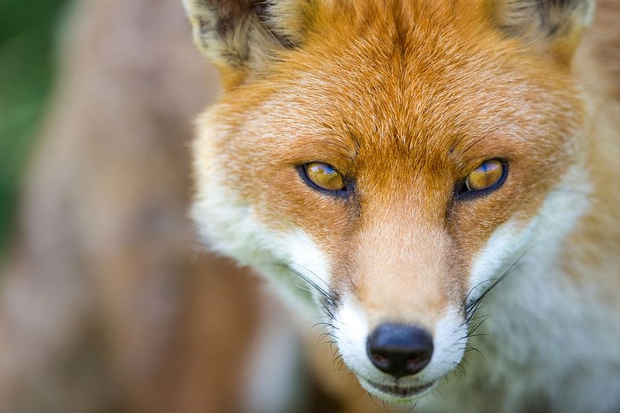 Fox & Fig CafΓ© Huevo Rancheros