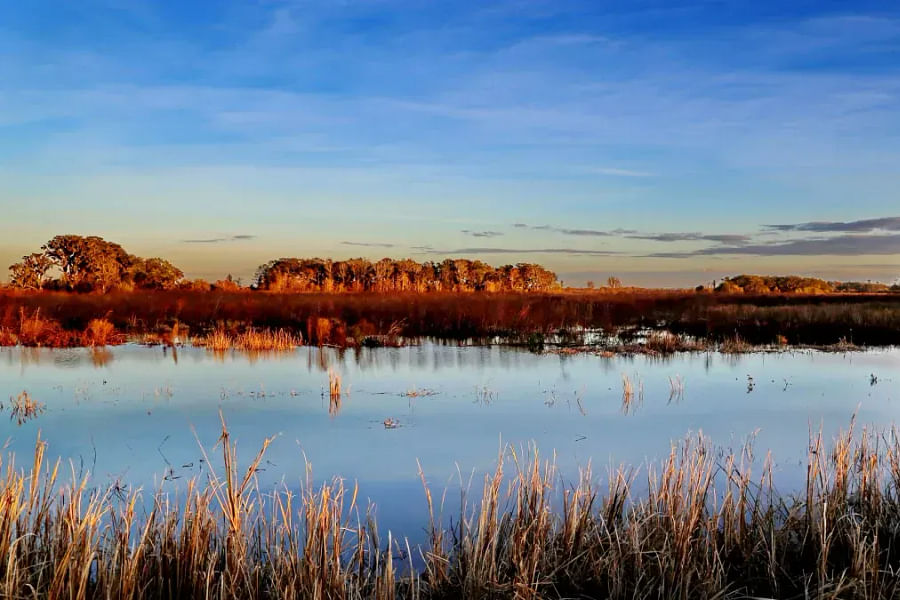 Kobo Gallery Savannah