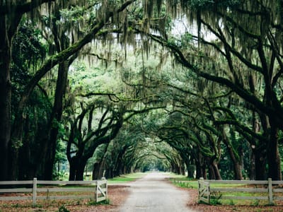 A Green Haven in the City: Parks in Savannah, GA