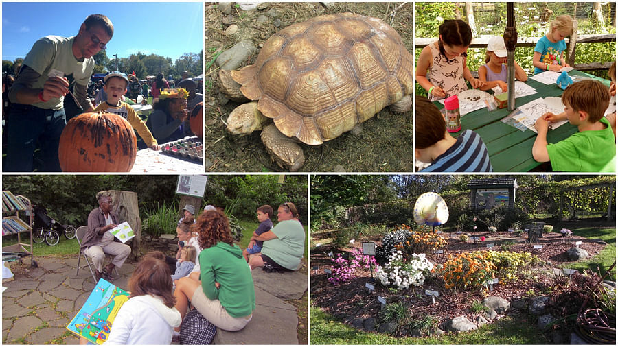 Collage of diverse wildlife and plant species in Forsyth Park, Savannah