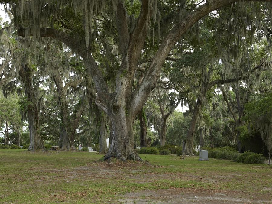Spanish moss hanging from trees in Savannah, Georgia