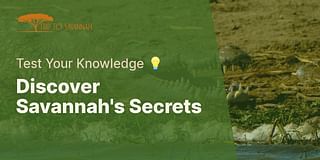 Discover Savannah's Secrets - Test Your Knowledge 💡