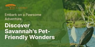 Discover Savannah's Pet-Friendly Wonders - Embark on a Pawsome Adventure